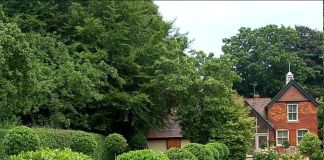 Самшит в дизайне сада