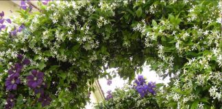 Арки в саду: фото