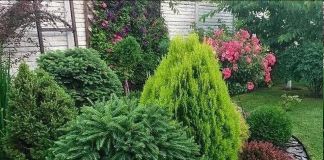 Миксбордер из хвойных: фото