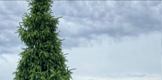 Ель обыкновенная Колумнарис