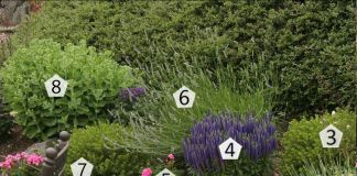 Оригинальный цветник