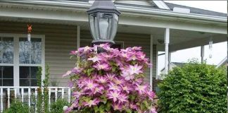 Нежно-розовые сорта клематисов