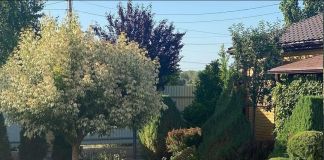 Клён Фламинго