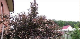 Малоуходные кустарники