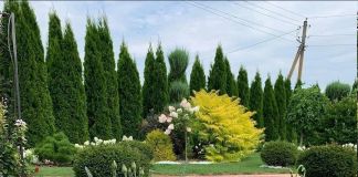 Эустома фото