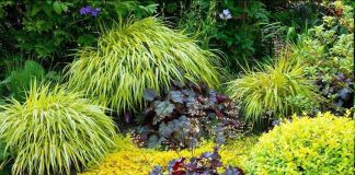 Хаконехлоя – красочная трава