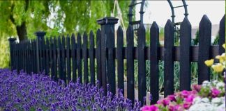 Лаванда: фото