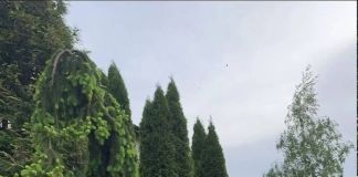 Невероятные пионы