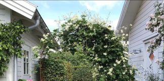 Клематис Саммер Сноу