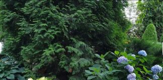 Хоста и голубая гортензия