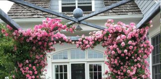 Роскошная арка