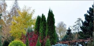 Хвойные растения