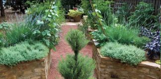 Лекарственные растения в саду