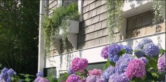 Куст гортензии: фото