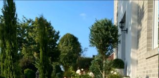 Анафалис – сияние сада