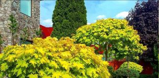 Декоративный клён для сада: фото