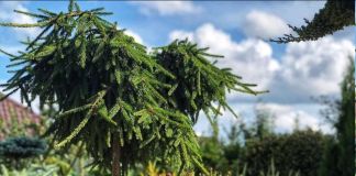 Ель инверса: фото