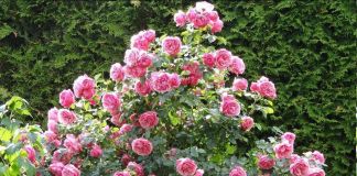 Роза Леонардо да Винчи