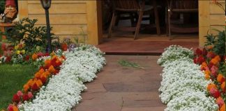 Алиссум – лобулярия