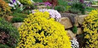 Алиссум скальный