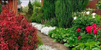 Ясколка: фото