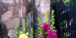 Мальвы в горшочках