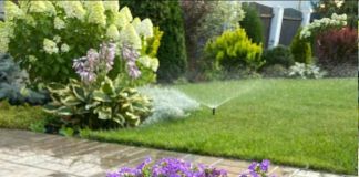 Бакопа – удивительное растение