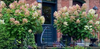 Входная зона – цветущий оазис