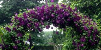 Арка в саду