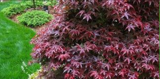 Японский клён