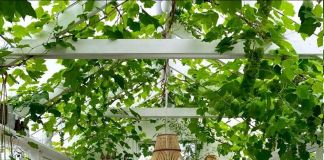 Зона отдыха в саду: фото