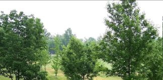 Сад с деревьями и кустами