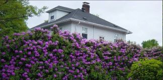 Рододендрон: фото