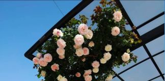 Розы в оформлении крыльца