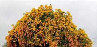 Пиростегия: фото