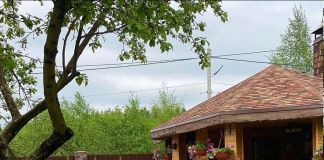 Тюльпан Анжелика