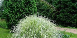 Мискантус китайский “Variegata