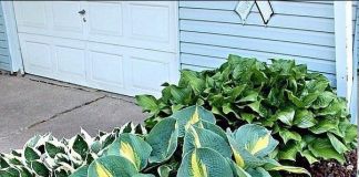 Симпатичный микс из хост