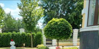 Клён Глобозум