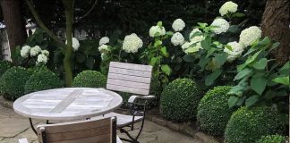 Самшит и гортензия