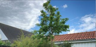 Хоста: фото