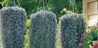 Красавица Дихондра