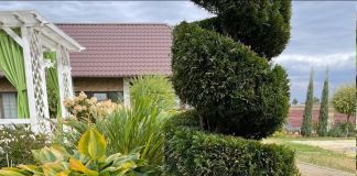 Хоста Stiletto и Summer breeze