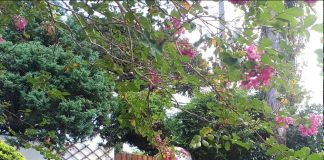 Входная зона на участке