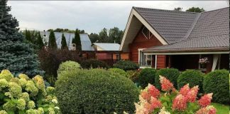 Гортензия метельчатая