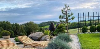 Овсяница сизая