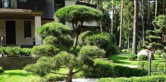 Бонсай в ландшафтном дизайне