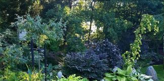 Миксбордер из многолетников