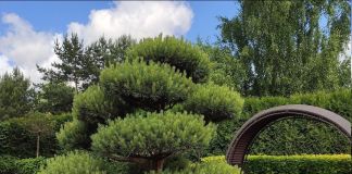 Ниваки красотули