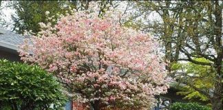 Ландшафт в саду: фото